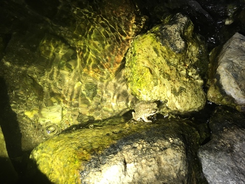 iNaturalist observation photo of Red-spotted Toad