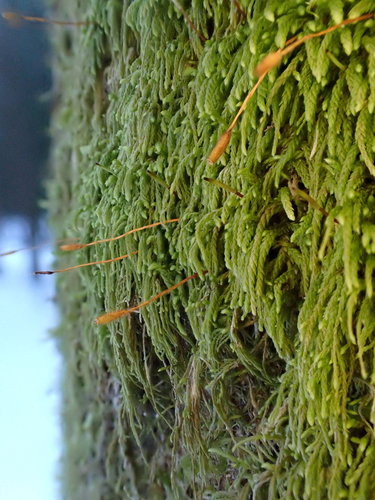 Pterigynandrum filiforme
