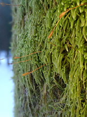 Pterigynandrum filiforme