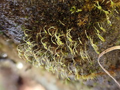 Blindiadelphus recurvatus