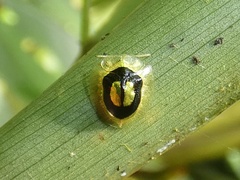 Charidotella ambita