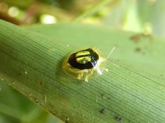 Charidotella ambita