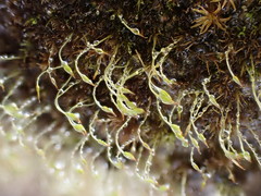 Blindiadelphus recurvatus