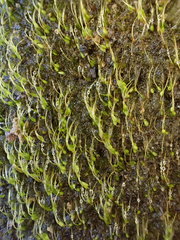 Blindiadelphus recurvatus