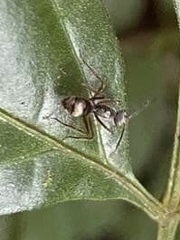 Dendromyrmex
