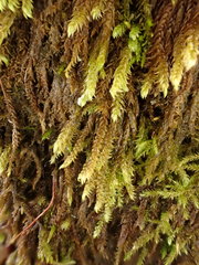 Hygrohypnum luridum