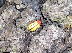 Disonycha stenosticha