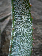 Duplachionaspis exalbida