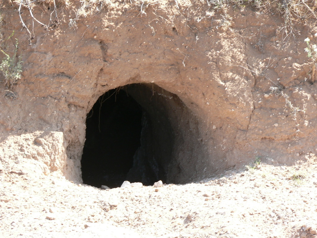 Southern Aardvark in May 2007 by Dewald du Plessis. Bloemfontein Dry