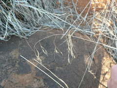 Aristida congesta barbicollis