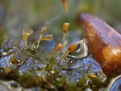 Brachydontium trichodes