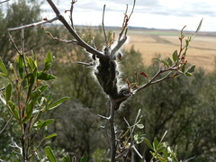 Bombycomorpha pallida