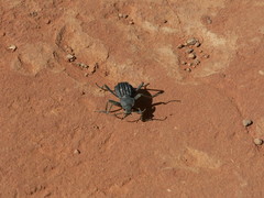 Somaticus aeneus