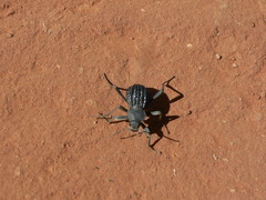 Somaticus aeneus