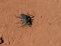 Somaticus aeneus