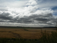 Bombycomorpha pallida