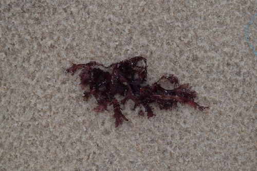 Gracilaria domingensis