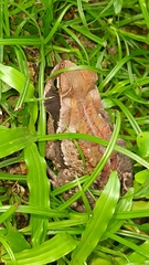 Rhinella crucifer