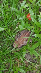 Rhinella crucifer