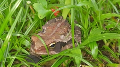 Rhinella crucifer