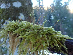 Hypnum cupressiforme cupressiforme