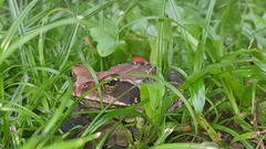 Rhinella crucifer