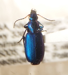 Philophuga caerulea