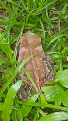 Rhinella crucifer