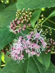 Chromolaena hookeriana