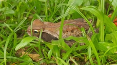 Rhinella crucifer