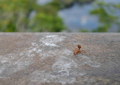 Cephalotes umbraculatus