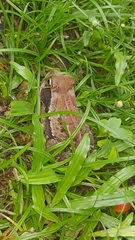 Rhinella crucifer