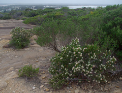 Hakea clavata