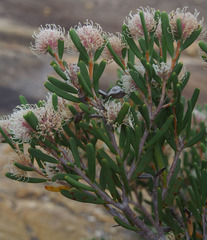 Hakea clavata