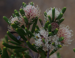Hakea clavata