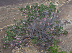 Hakea clavata