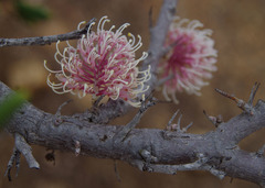 Hakea clavata