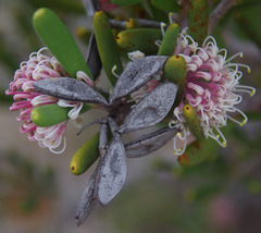 Hakea clavata
