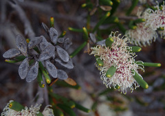 Hakea clavata