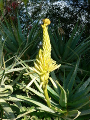 Aceria aloinis