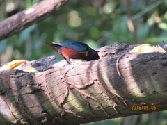 Euphonia pectoralis