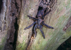 Tapinauchenius plumipes