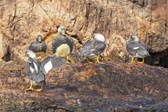 Tachyeres leucocephalus