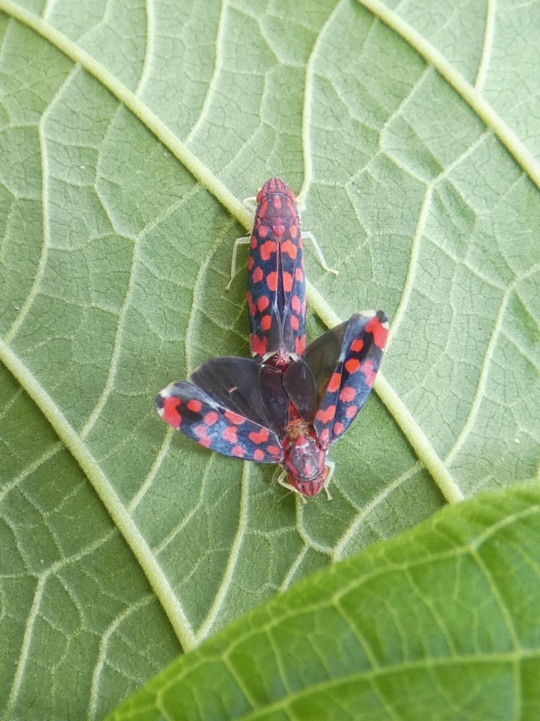 Ladoffa ignota