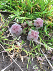 Lamium purpureum purpureum
