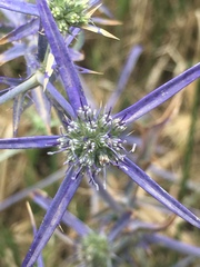 Eryngium creticum
