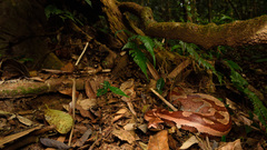Blood Python photo 3
