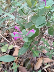 Scutellaria seleriana