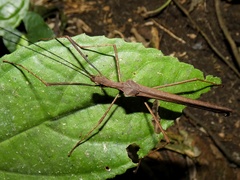 Pseudophasma unicolor