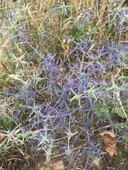 Eryngium creticum